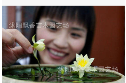 水培碗莲种子植物盆栽荷花种子阳台花卉室内外图3