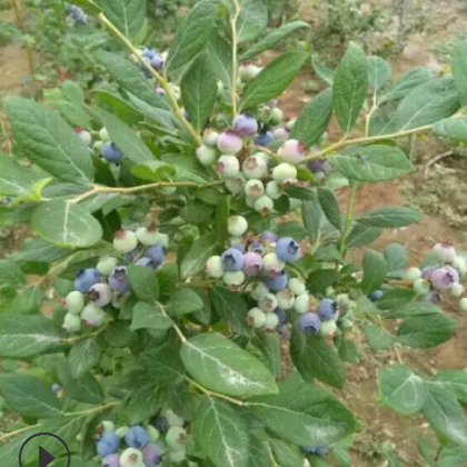 薄雾蓝莓苗基地规格齐全常年供应蓝莓苗丰产稳产嫁接蓝莓苗图3